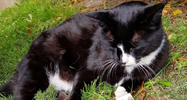 Bertie the black tuxedo cat at University of Nottingham