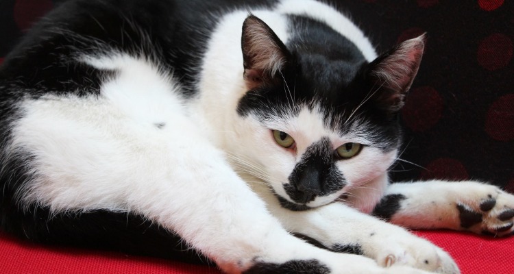 Pebbles, the black and white university of essex campus cat reclining on a red chair