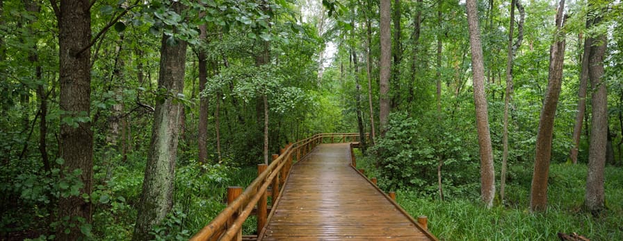 pathway through green trees